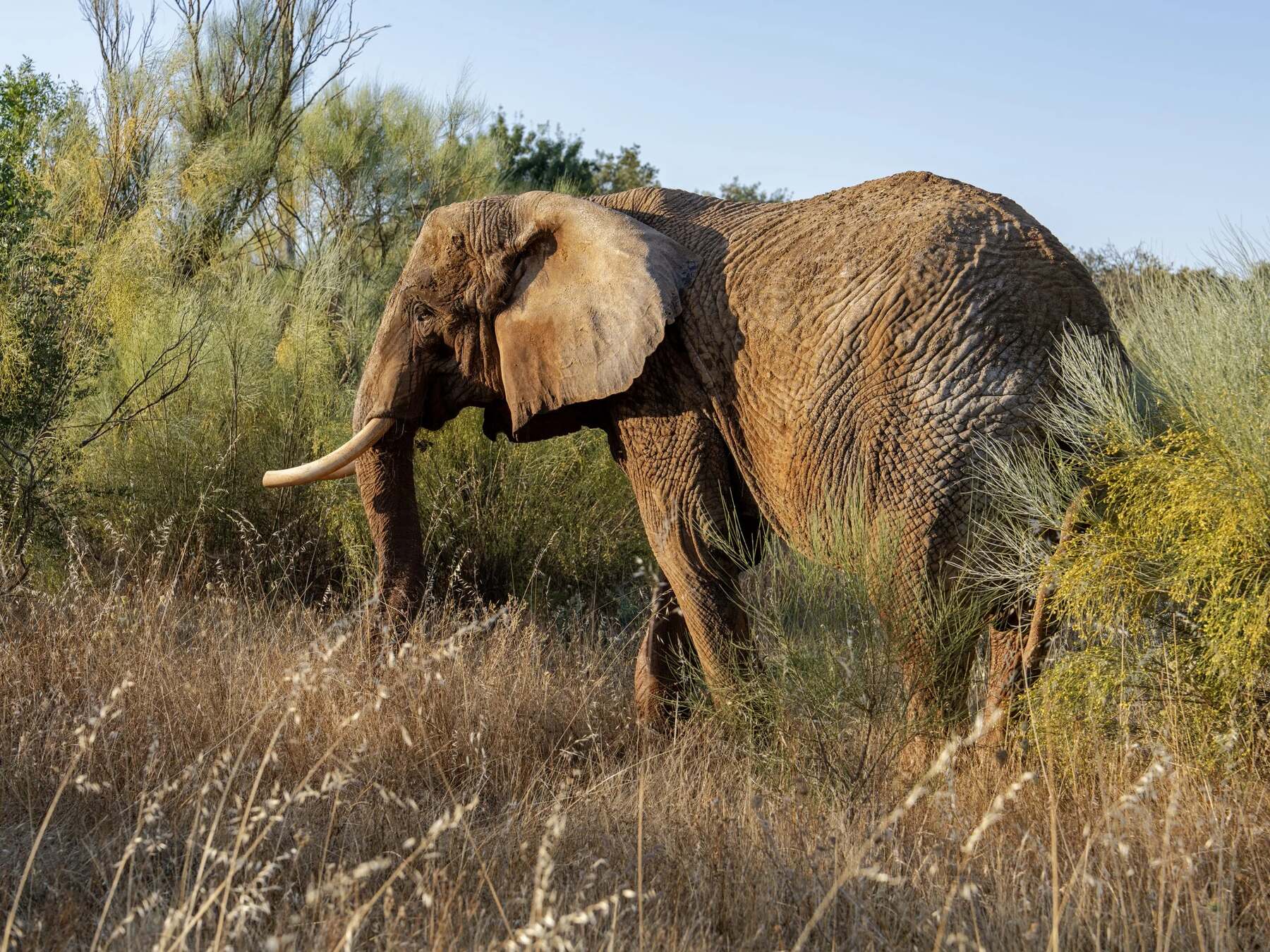 Julie, Portugal's last circus elephant, in the tall grass of the Pangea Elephant Sanctuary in the Alentejo